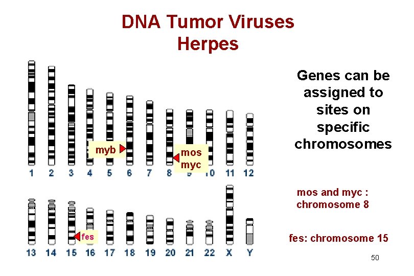 DNA Tumor Viruses Herpes myb mos myc Genes can be assigned to sites on