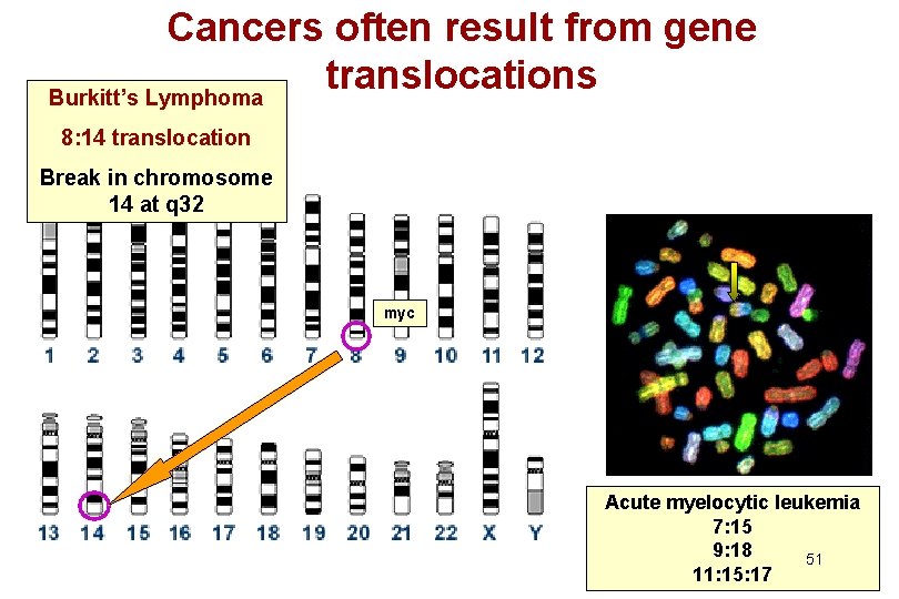 Cancers often result from gene translocations Burkitt’s Lymphoma 8: 14 translocation Break in chromosome