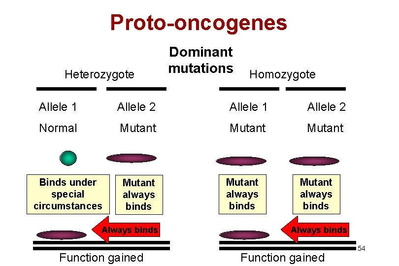 Proto-oncogenes Heterozygote Dominant mutations Homozygote Allele 1 Allele 2 Normal Mutant Binds under special