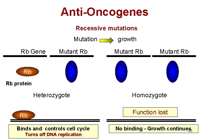 Anti-Oncogenes Recessive mutations Mutation Rb Gene Mutant Rb growth Mutant Rb Rb Rb protein