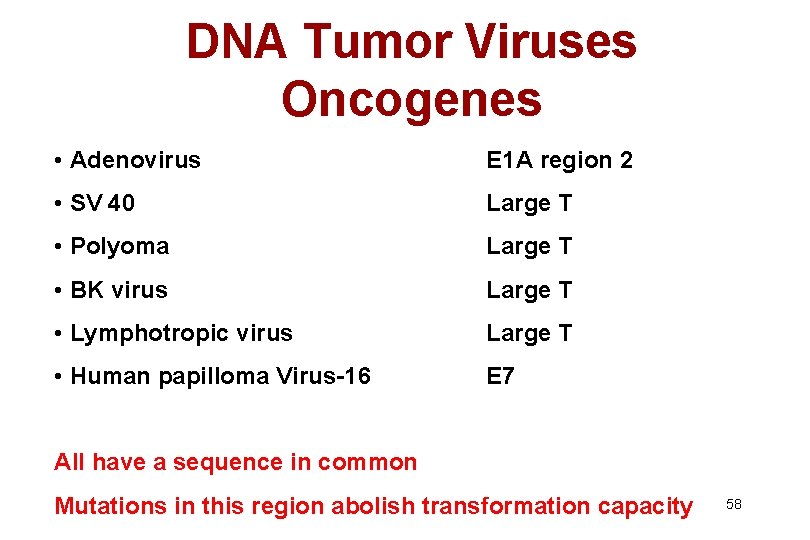 DNA Tumor Viruses Oncogenes • Adenovirus E 1 A region 2 • SV 40