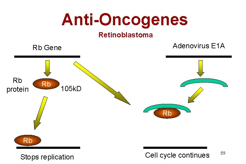 Anti-Oncogenes Retinoblastoma Adenovirus E 1 A Rb Gene Rb protein Rb 105 k. D
