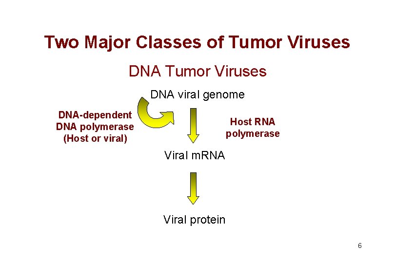 Two Major Classes of Tumor Viruses DNA viral genome DNA-dependent DNA polymerase (Host or