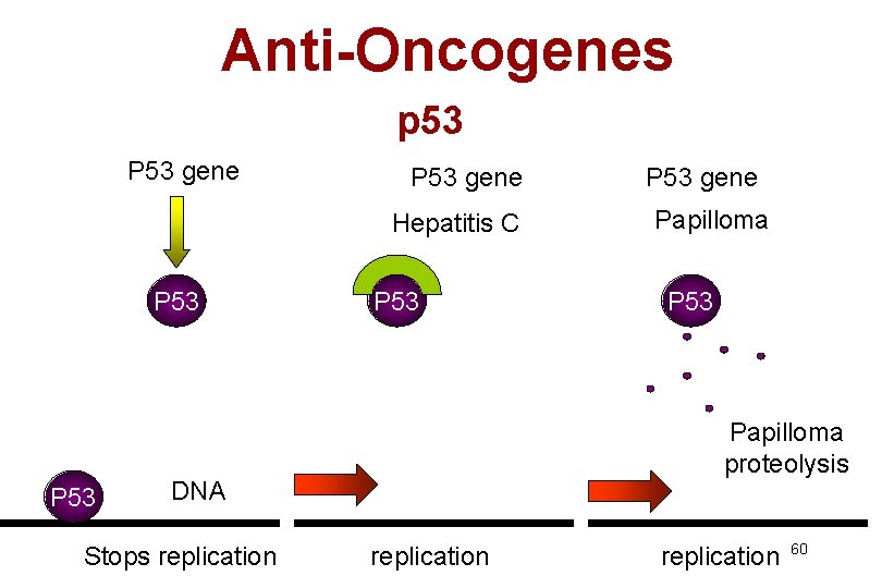 Anti-Oncogenes p 53 P 53 gene Hepatitis C P 53 Papilloma proteolysis DNA Stops