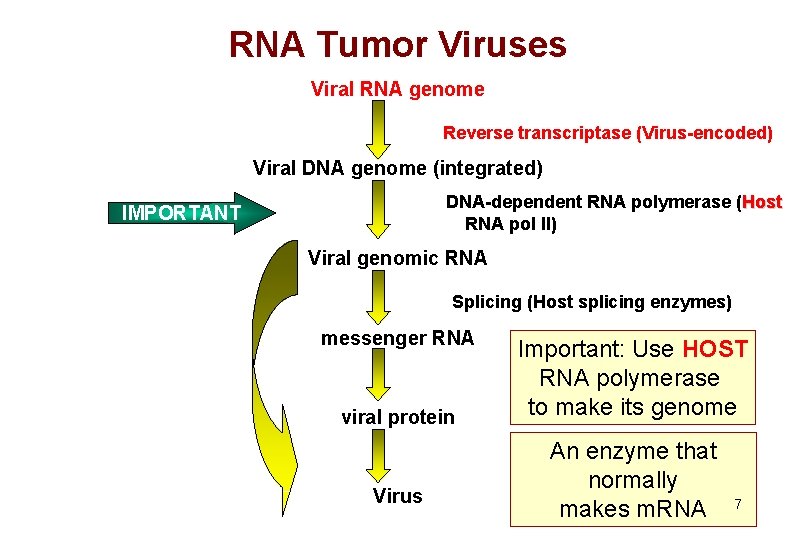RNA Tumor Viruses Viral RNA genome Reverse transcriptase (Virus-encoded) Viral DNA genome (integrated) DNA-dependent