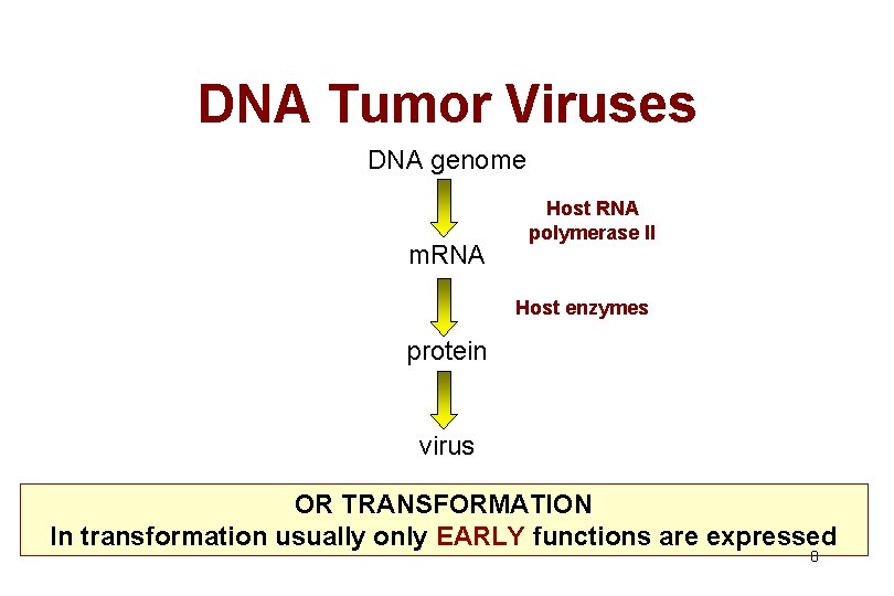 DNA Tumor Viruses DNA genome m. RNA Host RNA polymerase II Host enzymes protein