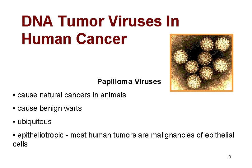 DNA Tumor Viruses In Human Cancer Papilloma Viruses • cause natural cancers in animals
