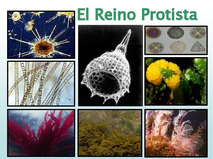 El Reino Protista 