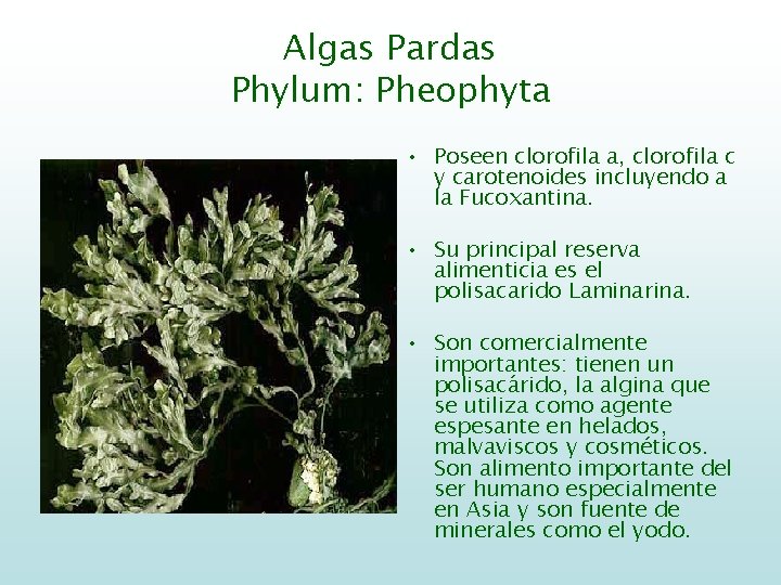 Algas Pardas Phylum: Pheophyta • Poseen clorofila a, clorofila c y carotenoides incluyendo a