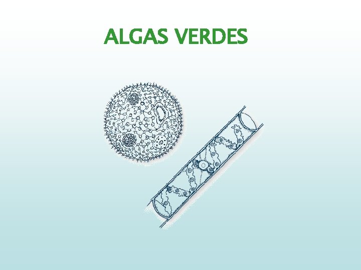 ALGAS VERDES 