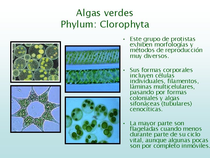 Algas verdes Phylum: Clorophyta • Este grupo de protistas exhiben morfologías y métodos de