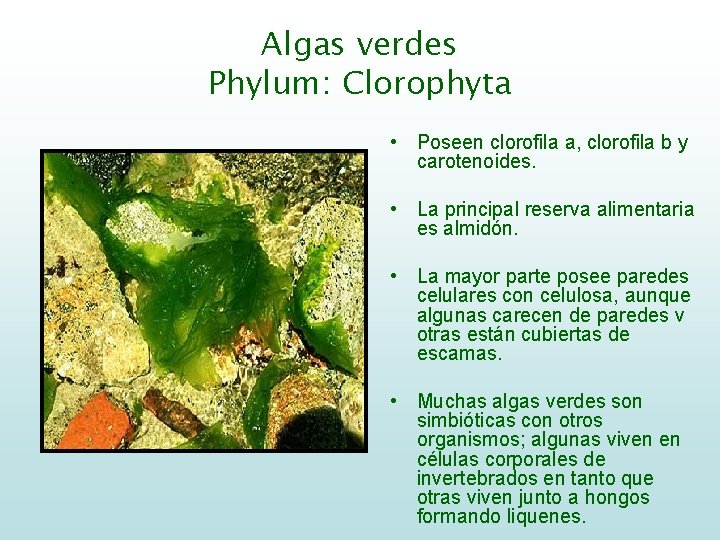 Algas verdes Phylum: Clorophyta • Poseen clorofila a, clorofila b y carotenoides. • La