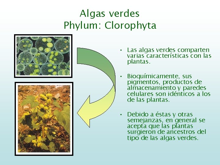 Algas verdes Phylum: Clorophyta • Las algas verdes comparten varias características con las plantas.