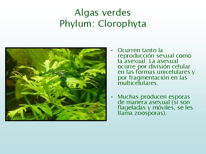 Algas verdes Phylum: Clorophyta • Ocurren tanto la reproducción sexual como la asexual. La