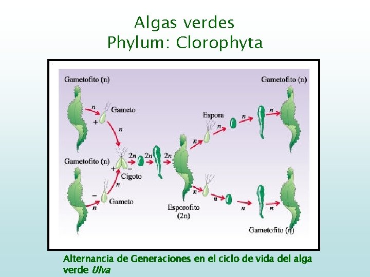 Algas verdes Phylum: Clorophyta Alternancia de Generaciones en el ciclo de vida del alga