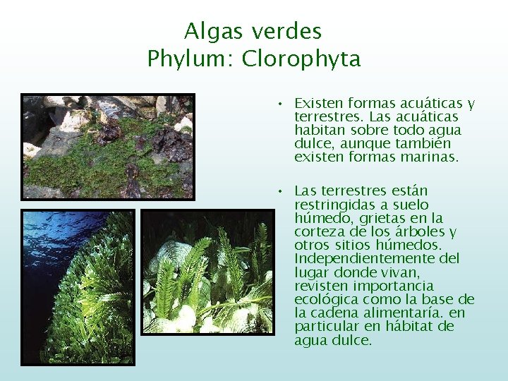 Algas verdes Phylum: Clorophyta • Existen formas acuáticas y terrestres. Las acuáticas habitan sobre