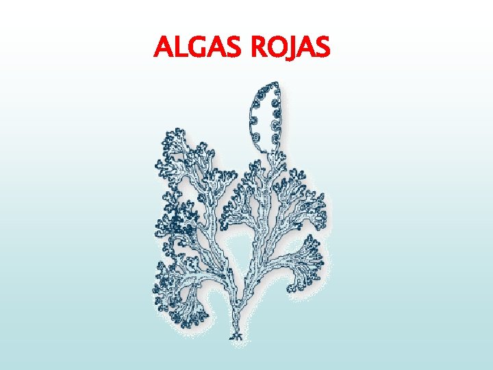 ALGAS ROJAS 