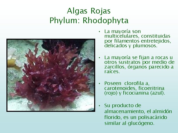 Algas Rojas Phylum: Rhodophyta • La mayoría son multicelulares, constituidas por filamentos entretejidos, delicados