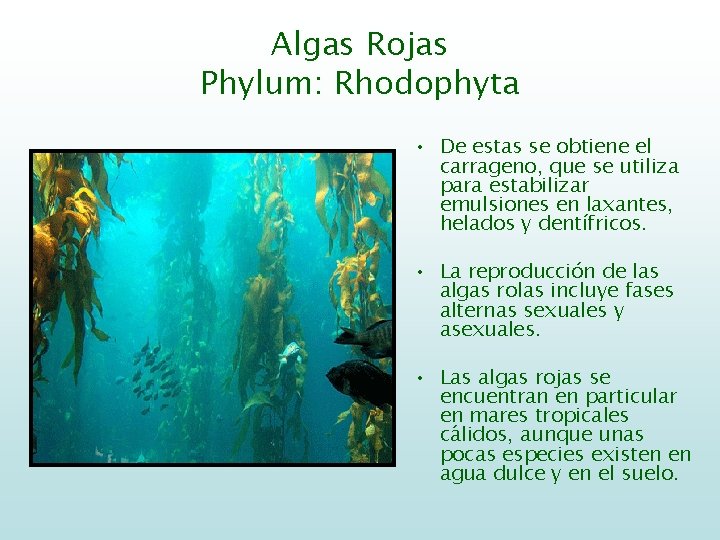 Algas Rojas Phylum: Rhodophyta • De estas se obtiene el carrageno, que se utiliza