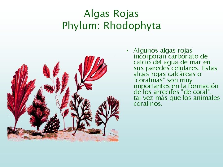 Algas Rojas Phylum: Rhodophyta • Algunos algas rojas incorporan carbonato de calcio del agua
