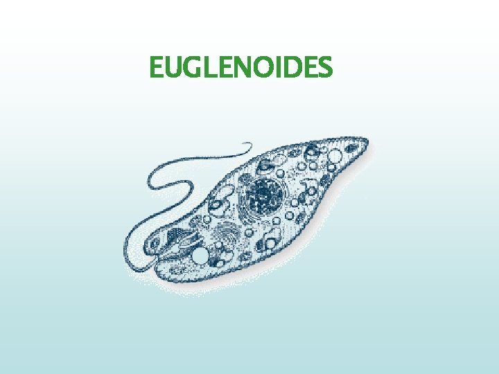 EUGLENOIDES 