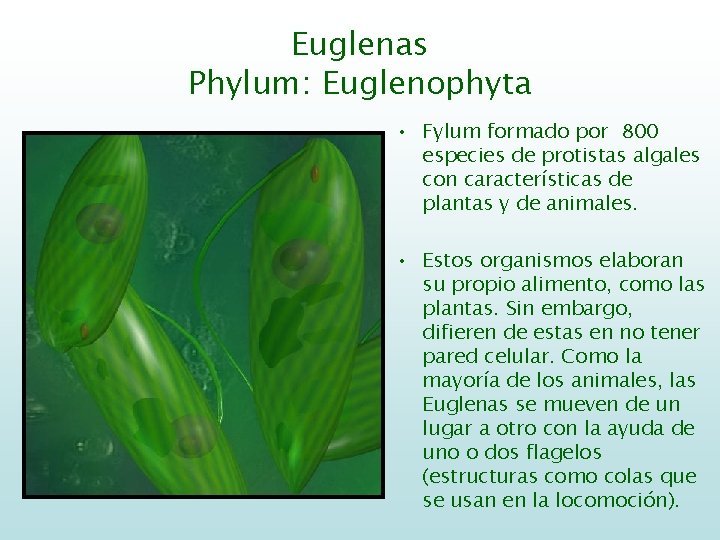 Euglenas Phylum: Euglenophyta • Fylum formado por 800 especies de protistas algales con características