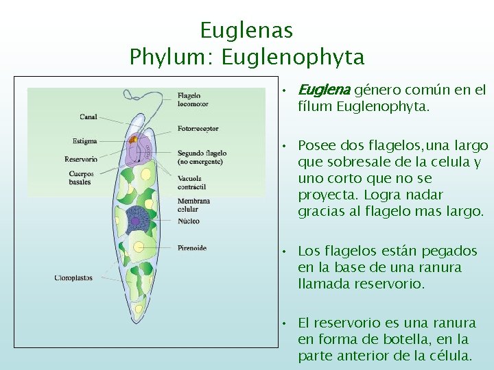 Euglenas Phylum: Euglenophyta • Euglena género común en el fílum Euglenophyta. • Posee dos