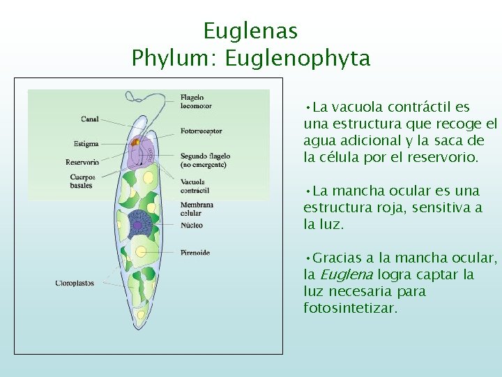 Euglenas Phylum: Euglenophyta • La vacuola contráctil es una estructura que recoge el agua