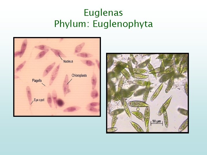 Euglenas Phylum: Euglenophyta 