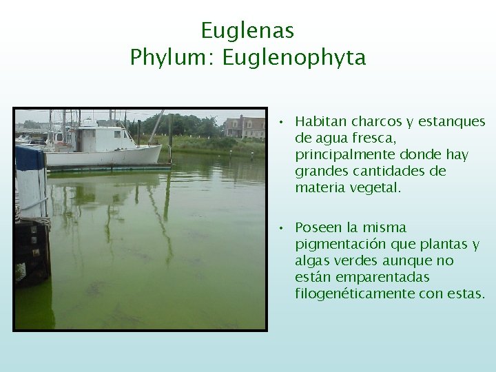 Euglenas Phylum: Euglenophyta • Habitan charcos y estanques de agua fresca, principalmente donde hay