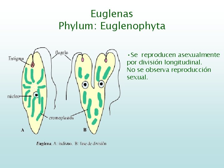 Euglenas Phylum: Euglenophyta • Se reproducen asexualmente por división longitudinal. No se observa reproducción