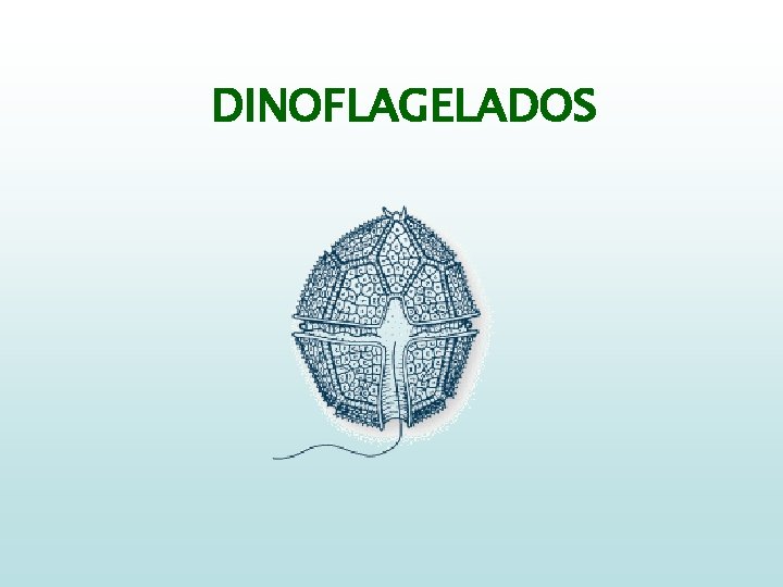 DINOFLAGELADOS 