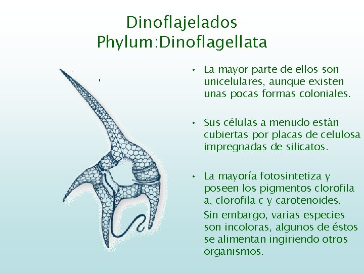 Dinoflajelados Phylum: Dinoflagellata • La mayor parte de ellos son unicelulares, aunque existen unas