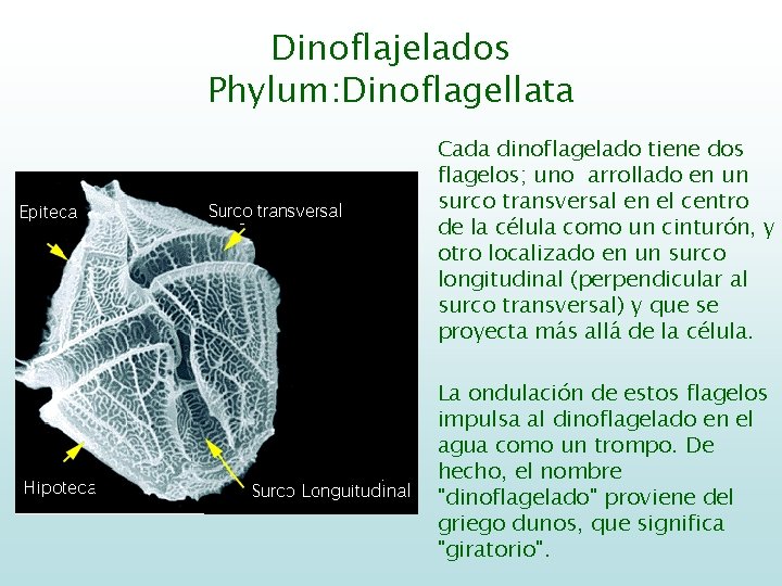 Dinoflajelados Phylum: Dinoflagellata Cada dinoflagelado tiene dos flagelos; uno arrollado en un surco transversal