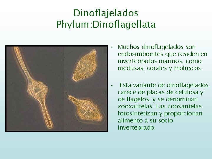 Dinoflajelados Phylum: Dinoflagellata • Muchos dinoflagelados son endosimbiontes que residen en invertebrados marinos, como