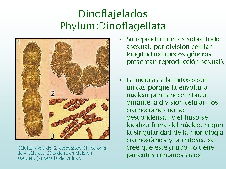 Dinoflajelados Phylum: Dinoflagellata • Su reproducción es sobre todo asexual, por división celular longitudinal