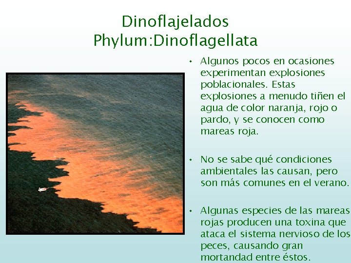 Dinoflajelados Phylum: Dinoflagellata • Algunos pocos en ocasiones experimentan explosiones poblacionales. Estas explosiones a