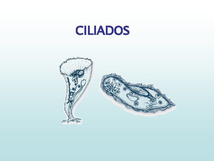 CILIADOS 