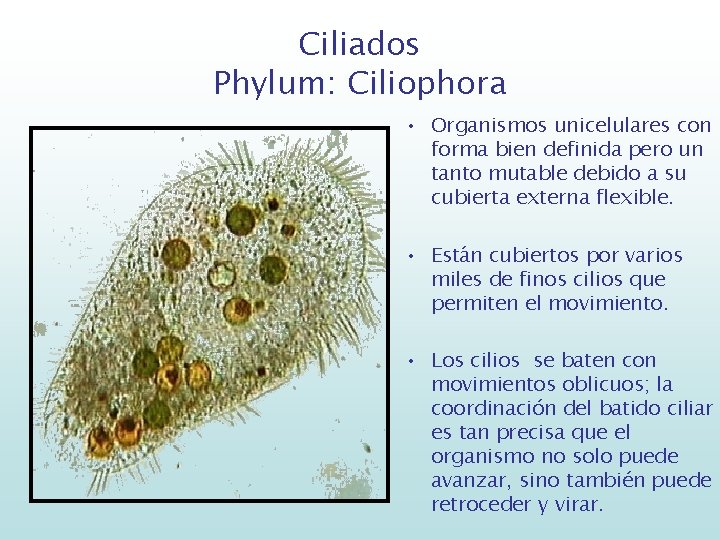 Ciliados Phylum: Ciliophora • Organismos unicelulares con forma bien definida pero un tanto mutable