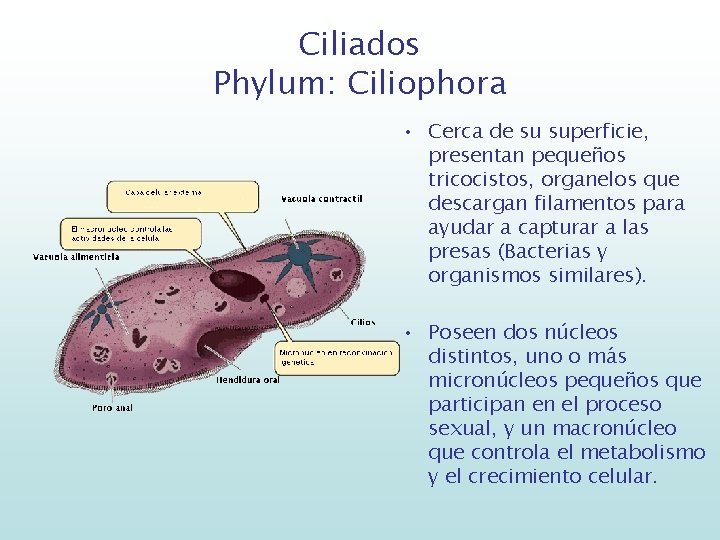 Ciliados Phylum: Ciliophora • Cerca de su superficie, presentan pequeños tricocistos, organelos que descargan