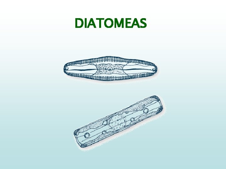 DIATOMEAS 