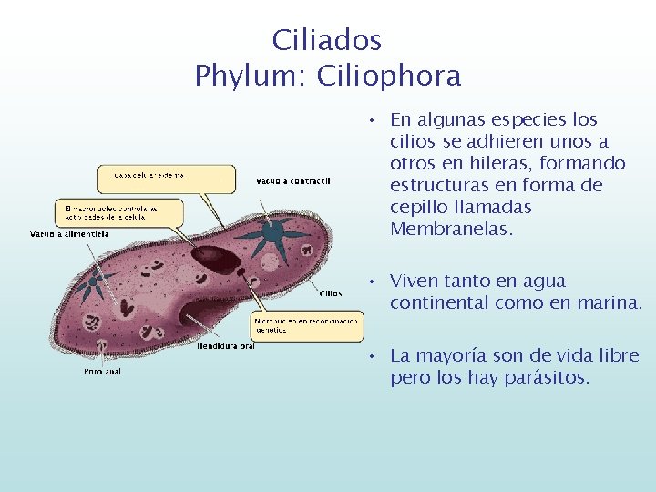 Ciliados Phylum: Ciliophora • En algunas especies los cilios se adhieren unos a otros