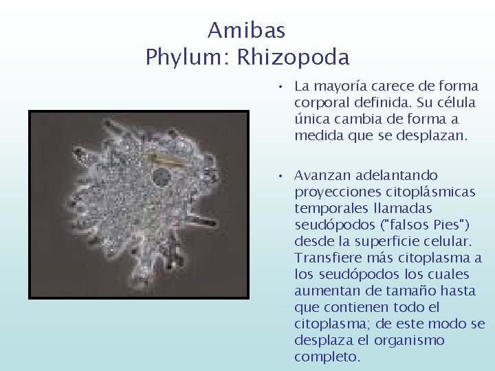 Amibas Phylum: Rhizopoda • La mayoría carece de forma corporal definida. Su célula única