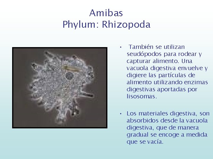 Amibas Phylum: Rhizopoda • También se utilizan seudópodos para rodear y capturar alimento. Una