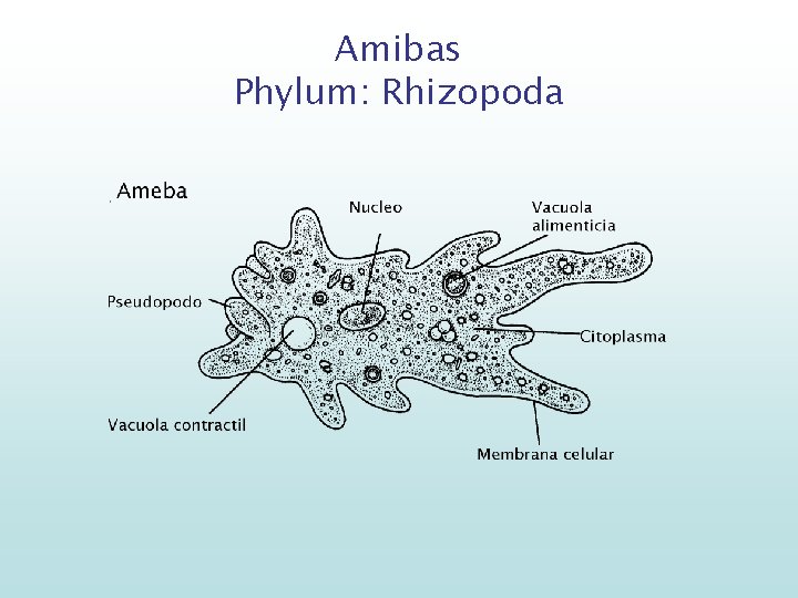 Amibas Phylum: Rhizopoda 