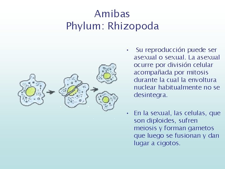 Amibas Phylum: Rhizopoda • Su reproducción puede ser asexual o sexual. La asexual ocurre