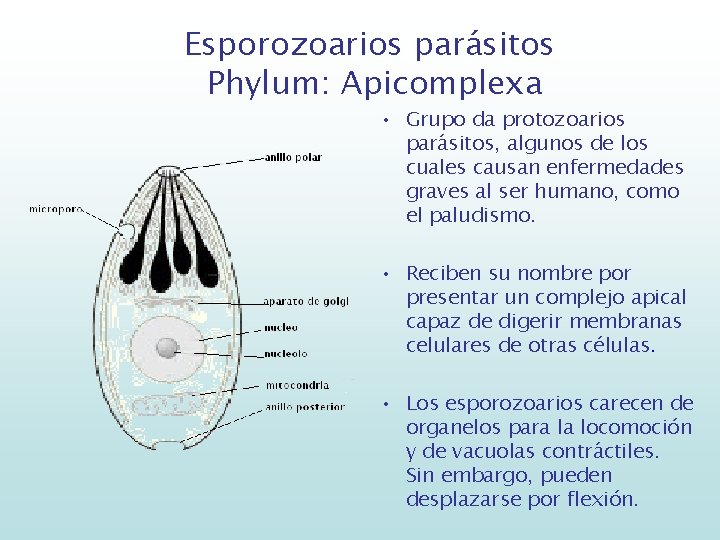 Esporozoarios parásitos Phylum: Apicomplexa • Grupo da protozoarios parásitos, algunos de los cuales causan