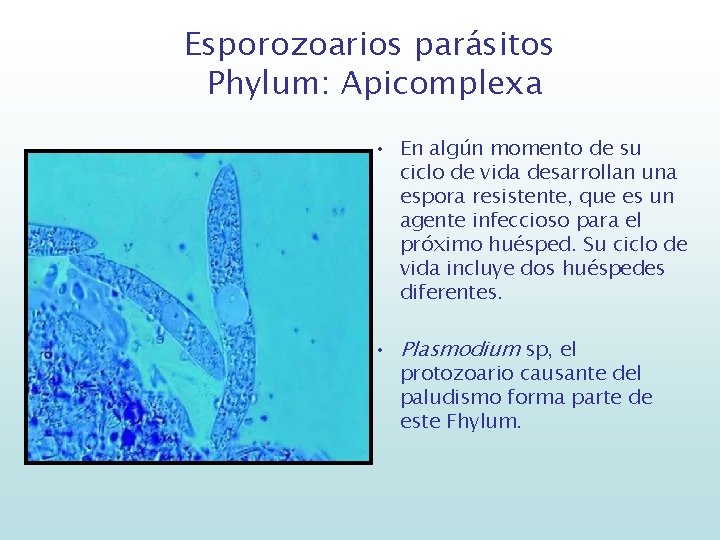 Esporozoarios parásitos Phylum: Apicomplexa • En algún momento de su ciclo de vida desarrollan