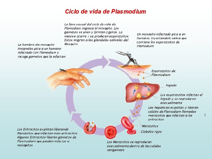 Ciclo de vida de Plasmodium 