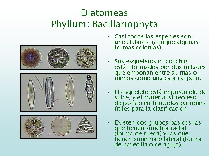 Diatomeas Phyllum: Bacillariophyta • Casi todas las especies son unicelulares, (aunque algunas formas colonias).